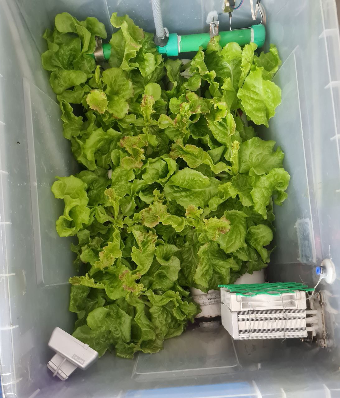IoT Hydroponics System 3